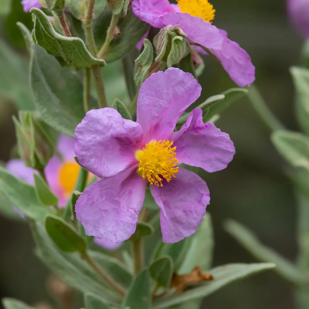 Cistus Essential Oil - Organic (Cistus Ladaniferus var. Creticus)