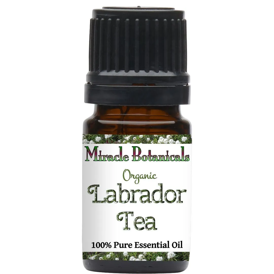 Labrador Tea (Ledum) Essential Oil - Organic (Ledum Groenlandicum)